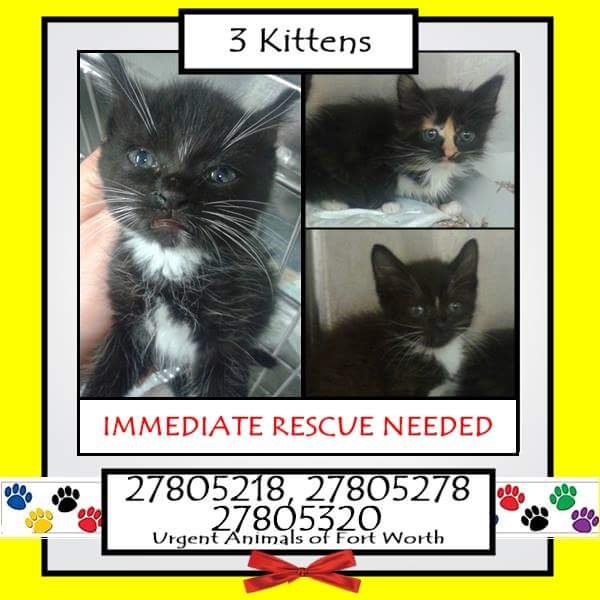 Adopt Me Pawty  (@adoptmepawty) on Twitter photo 