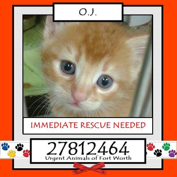 Adopt Me Pawty  (@adoptmepawty) on Twitter photo 