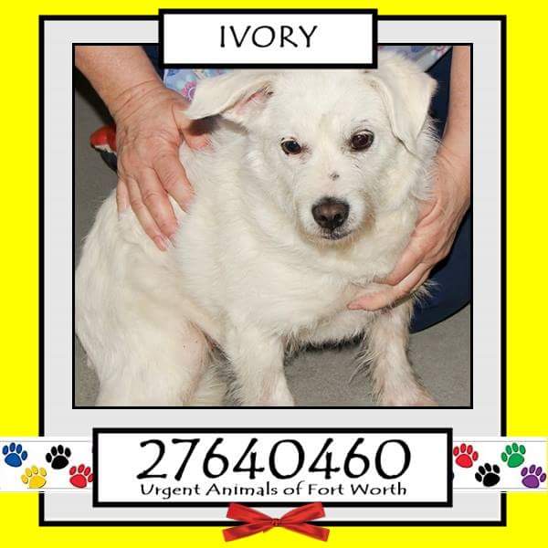 Adopt Me Pawty  (@adoptmepawty) on Twitter photo 