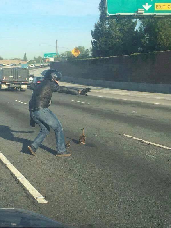 Animals Playing tweet media