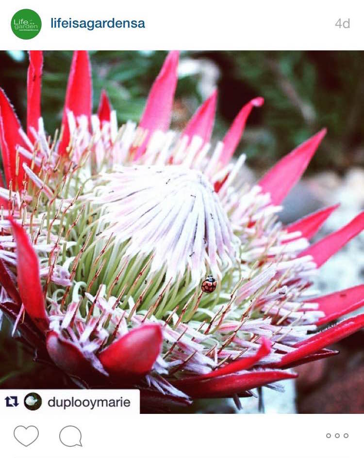 lifeisagardensa's tweet photo. Beautiful #colourfall entries from this week! :) Which is your favourite? http://t.co/mWAKKgN29o