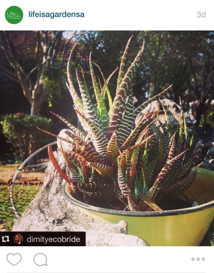 lifeisagardensa's tweet photo. Beautiful #colourfall entries from this week! :) Which is your favourite? http://t.co/mWAKKgN29o