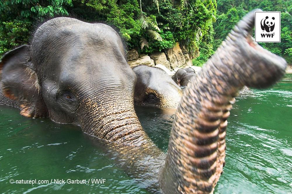 WWF's tweet photo. DYK... #Elephants carry their calves for 22 months before giving birth. It’s #Endangered Species Day! http://t.co/xk2kuVTr28
