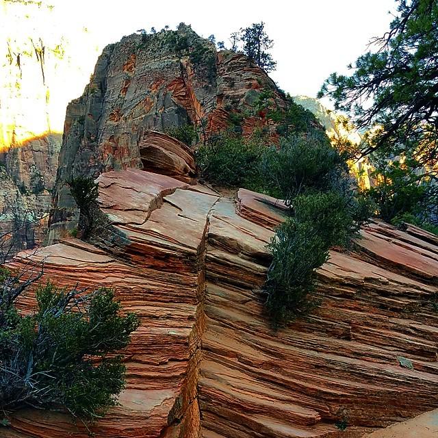 NatlParksPhotos's tweet photo. #zionnationalpark #deer #park #wildanimals #localoutdoors #backyardhiking #southernutah #localoutdoors #moodymounta⦠http://t.co/FN2Gaqac5g