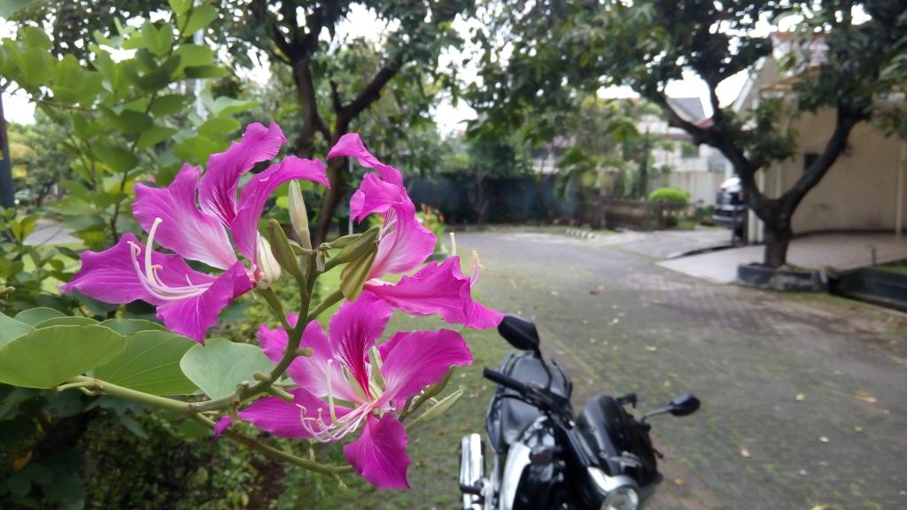 SobatHAPE's tweet photo. Klo ini hasil kameranya @Alcatel1TouchID #FlashPlus ya sob. Gimana? Oke? http://t.co/Dbco9BoyAi