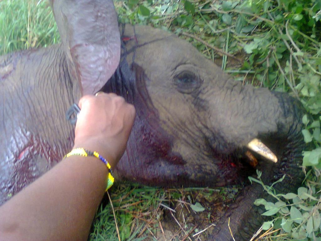 citizentvkenya's tweet photo. Residents of Ibisil, Kajiado threaten to kill more elephants if KWS does not address the human-wildlife conflict http://t.co/D9fQRrl8ZH