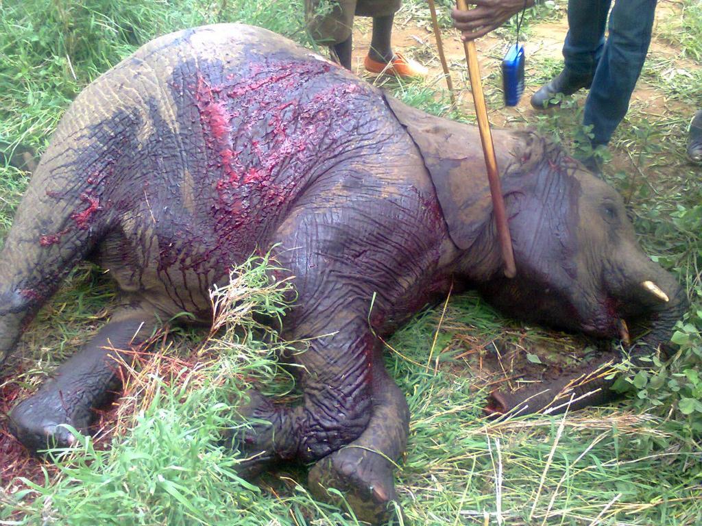 citizentvkenya's tweet photo. Residents of Ibisil, Kajiado threaten to kill more elephants if KWS does not address the human-wildlife conflict http://t.co/D9fQRrl8ZH