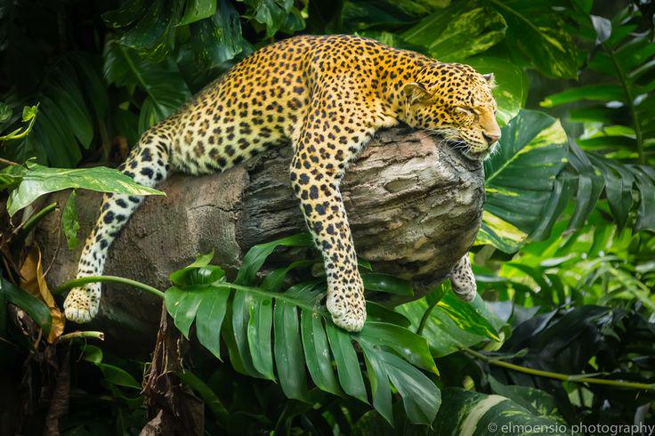 noahWG's tweet photo. Here’s that collection of sleepy animal pics you wanted: https://t.co/Z9OmktiXye http://t.co/Vb9XDu4l8f