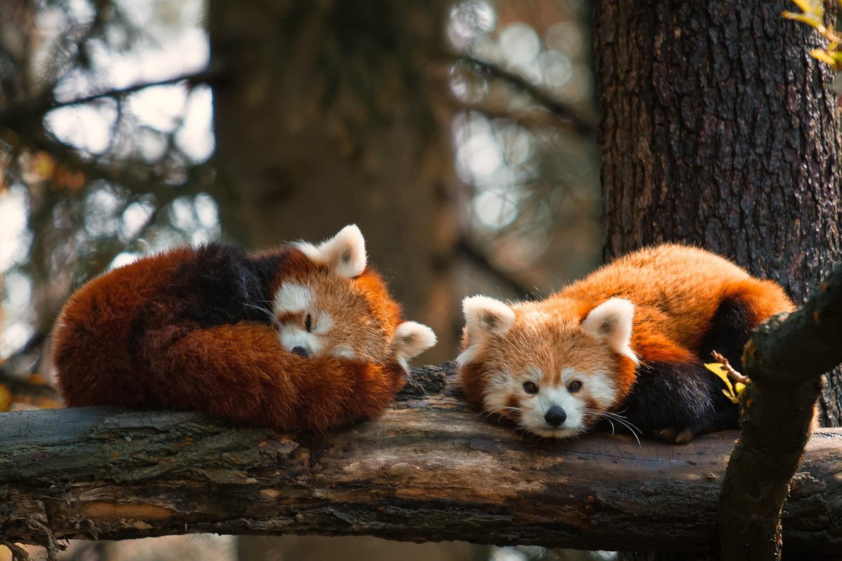 noahWG's tweet photo. Here’s that collection of sleepy animal pics you wanted: https://t.co/Z9OmktiXye http://t.co/Vb9XDu4l8f