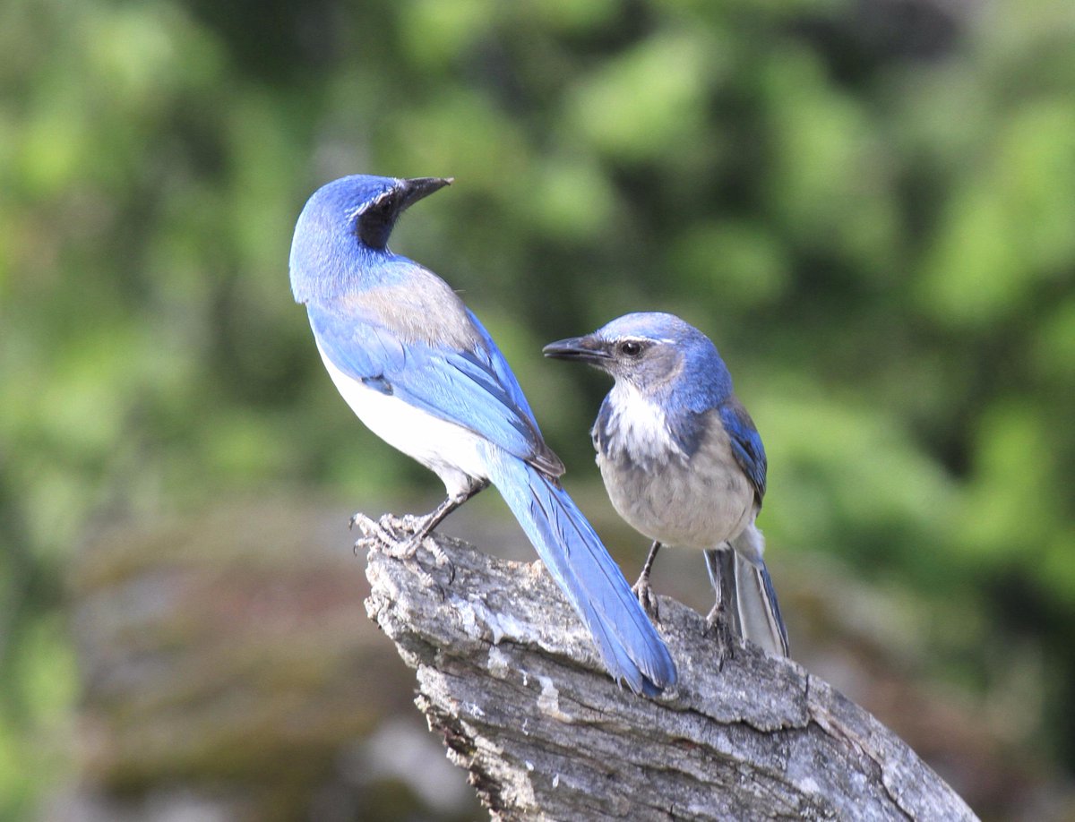 BoatBirder's tweet photo. A trio of Jays today! #birdingoregon Scrub-jay, Steller's & Gray! At Hood River now overlooking the Columbia River! http://t.co/ejwH1Wbgqy