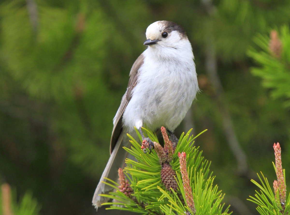 BoatBirder's tweet photo. A trio of Jays today! #birdingoregon Scrub-jay, Steller's & Gray! At Hood River now overlooking the Columbia River! http://t.co/ejwH1Wbgqy