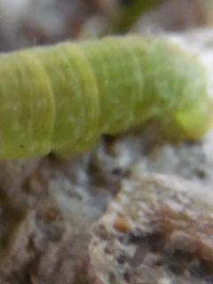 xFirexFairyx's tweet photo. Yesterday I did some Spring Novice Photography. Until I came upon a huge green caterpillar name Smiley. :-) #LilHub http://t.co/FegQFgHUji