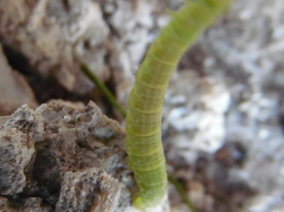xFirexFairyx's tweet photo. Yesterday I did some Spring Novice Photography. Until I came upon a huge green caterpillar name Smiley. :-) #LilHub http://t.co/FegQFgHUji