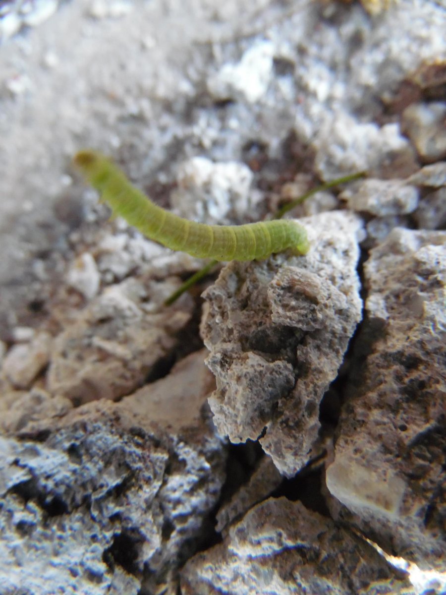 xFirexFairyx's tweet photo. Yesterday I did some Spring Novice Photography. Until I came upon a huge green caterpillar name Smiley. :-) #LilHub http://t.co/FegQFgHUji