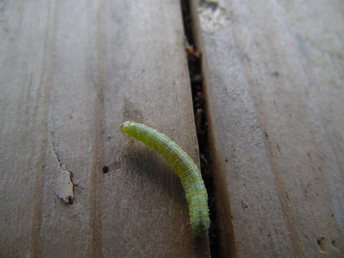 xFirexFairyx's tweet photo. Yesterday I did some Spring Novice Photography. Until I came upon a huge green caterpillar name Smiley. :-) #LilHub http://t.co/FegQFgHUji