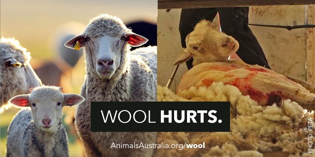 AnimalsAus's tweet photo. Sheep aren't protected by even some of the most basic animal welfare laws in Australia.

http://t.co/jfgAvTdhuO http://t.co/OGorGcCL76