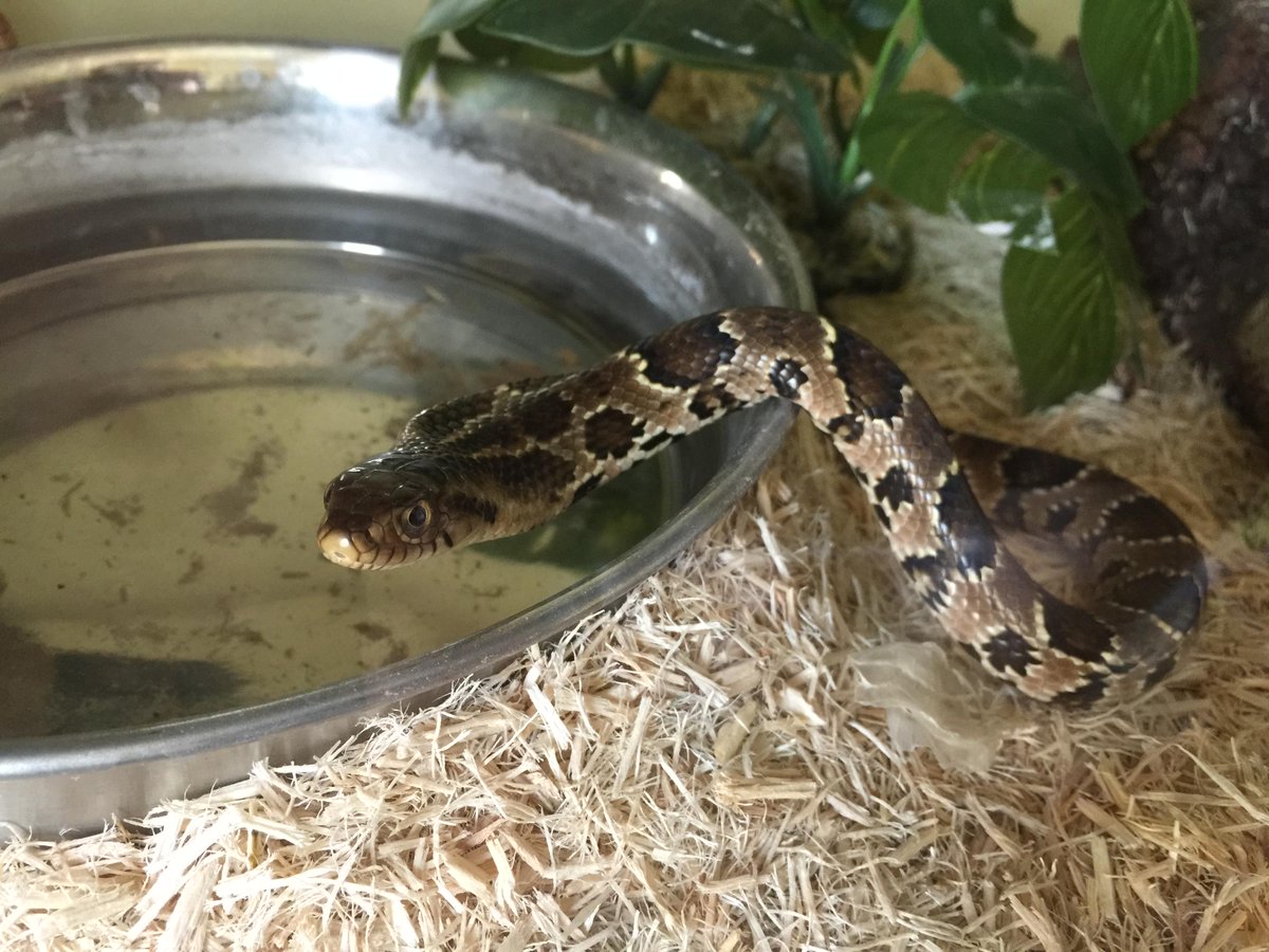 se_kar's tweet photo. @Tabernak @slitherwolf WHATD YOU JUST SAY?! #AngrySnake #SnakeBackup http://t.co/D8IZAufbu6