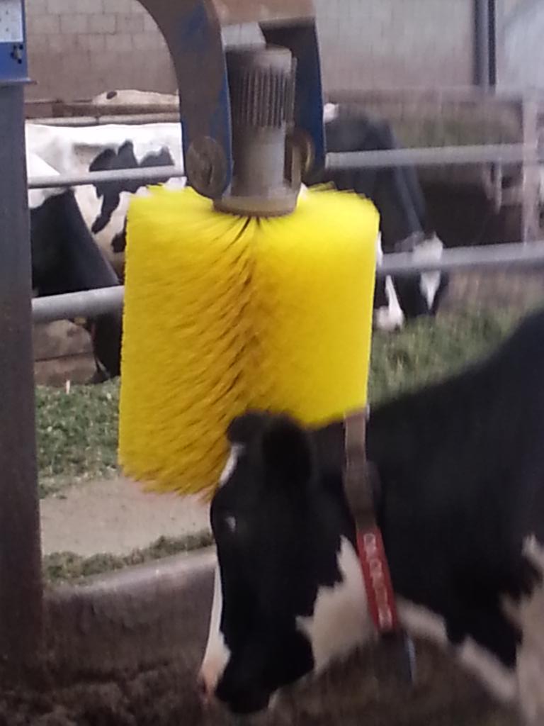 SteveTaylorims's tweet photo. Oh yes great job new brush! @delaval http://t.co/X3SZF4J6T3