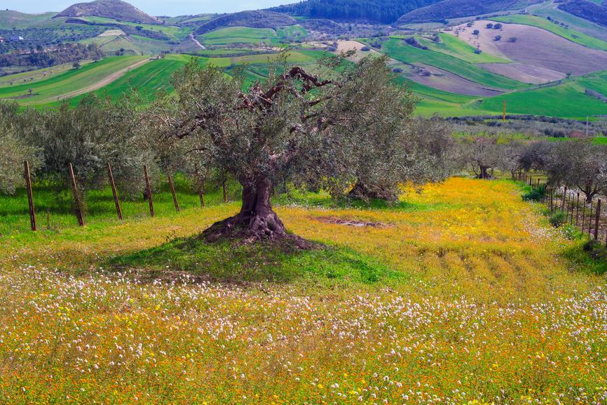 Por una #agricultura que combine sostenibilidad ambiental y económica... ¡Feliz #SanIsidro a todos los agricultores!