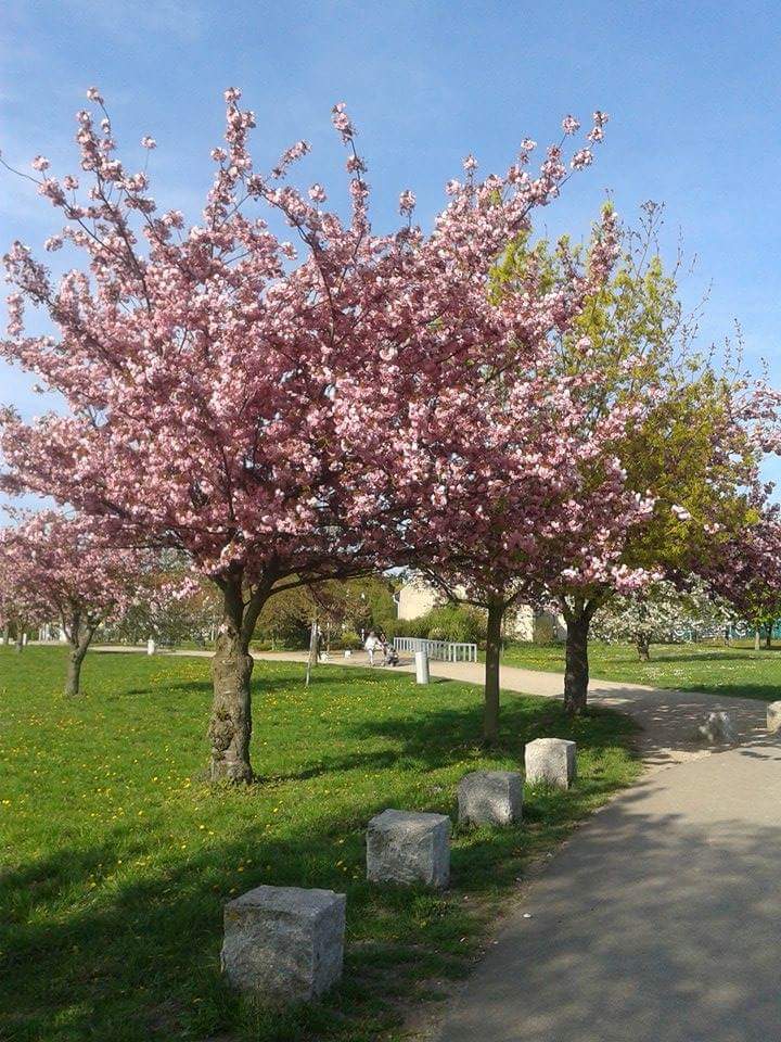 TuChauPham's tweet photo. Spring in Germany ^^ http://t.co/8TsqjCeTQv
