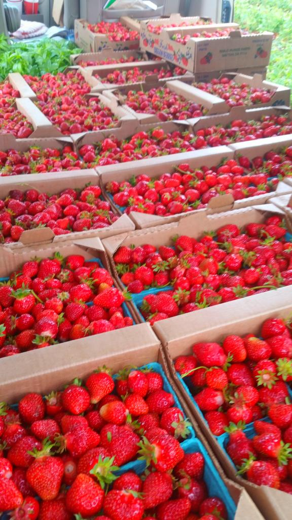 Pablo Munoz Farms (@munozfarms) on Twitter photo 