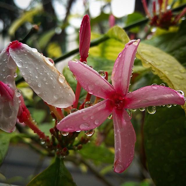 traazil's tweet photo. #Wet #days ahead. 
#HTCOneM9plus #HTCOneM9 
#HTC #HTCSA #HTCsg #HTCOne #HTCOneLife #OneLif… http://t.co/INCKXBLy7J http://t.co/6vdujSdkgd