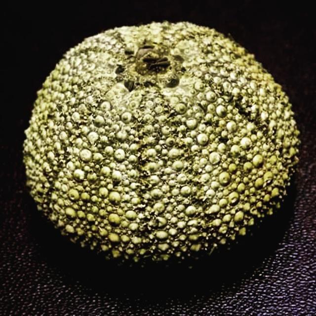 bohoman's tweet photo. Sea Urchin that i found washed up on the beach at Holywood Co.Down. 9/05/15. #BeachcombingFind #CreaturesFromTheDeep. http://t.co/PgdBSDYfIe