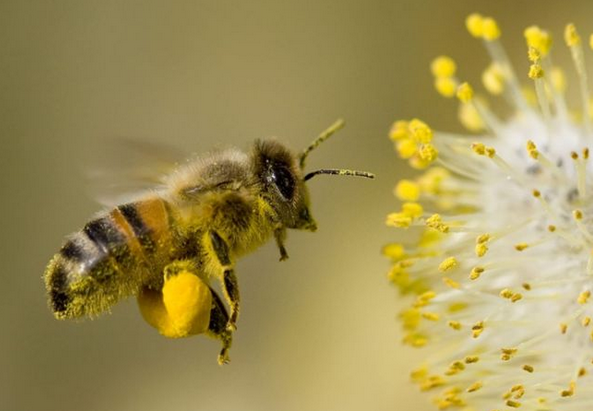 FunnyOrDieNews's tweet photo. The Bees We Lost Last Year

http://t.co/M0xn2gyJFt http://t.co/9vDqD1YYgE