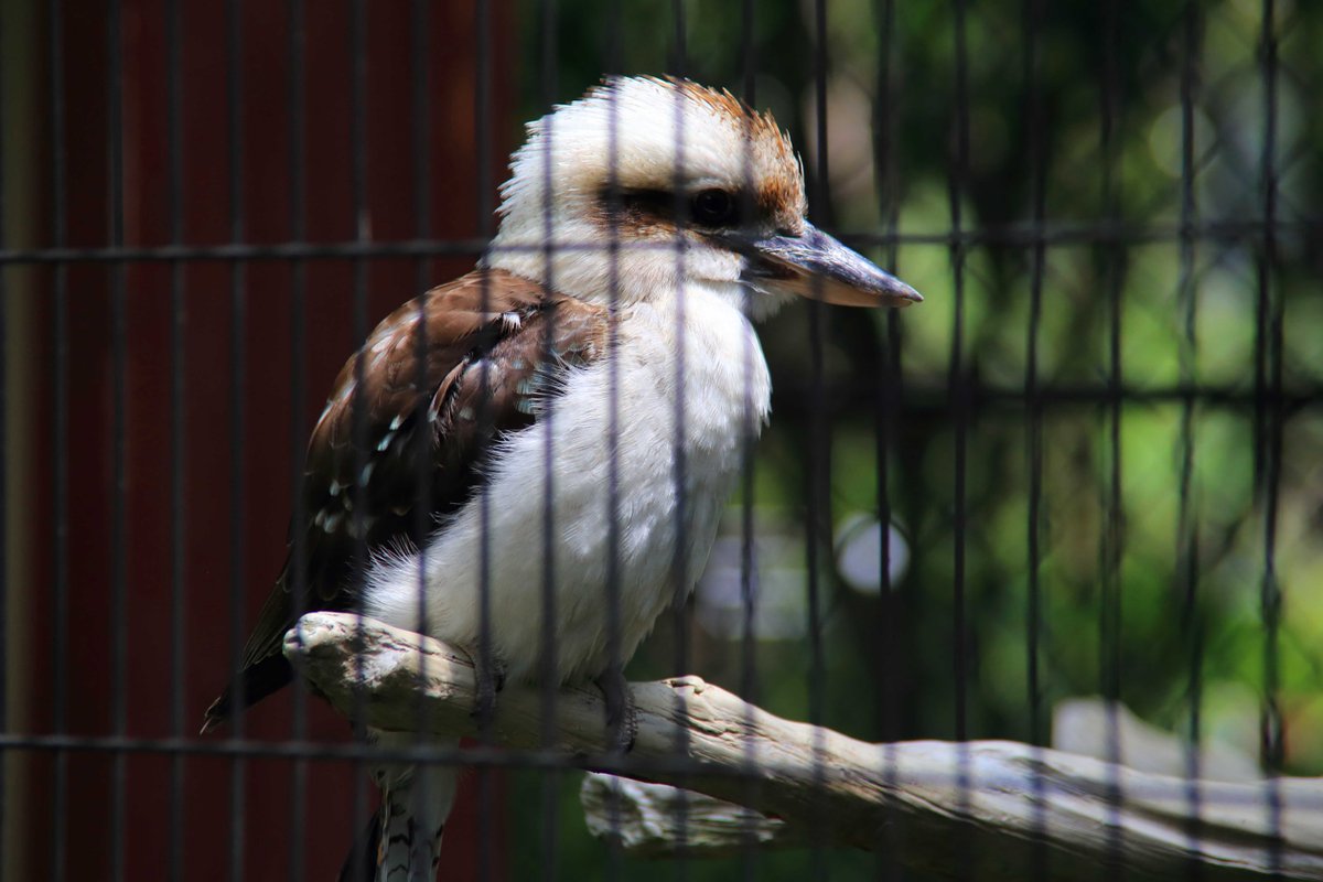 鳴き声 カワセミ