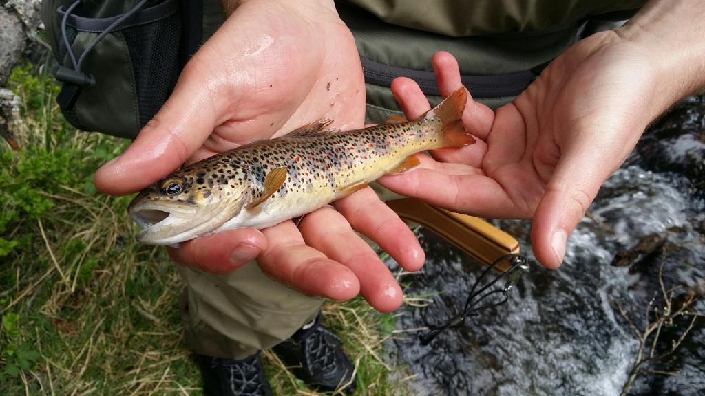 FlyFishingFr's tweet photo. Une petite catalane! http://t.co/W96WzuBRM0