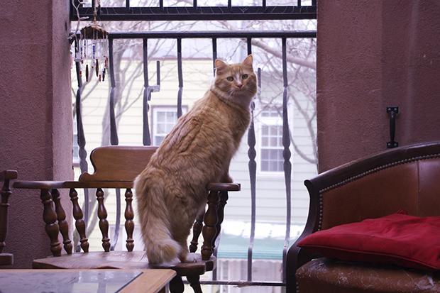 PosingPets's tweet photo. What New York City means to cats!  (in photos) #cats #citycats http://t.co/xWcwyymI8F http://t.co/gUzytL6NIC