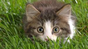 Verdo Cat Litter tweet media