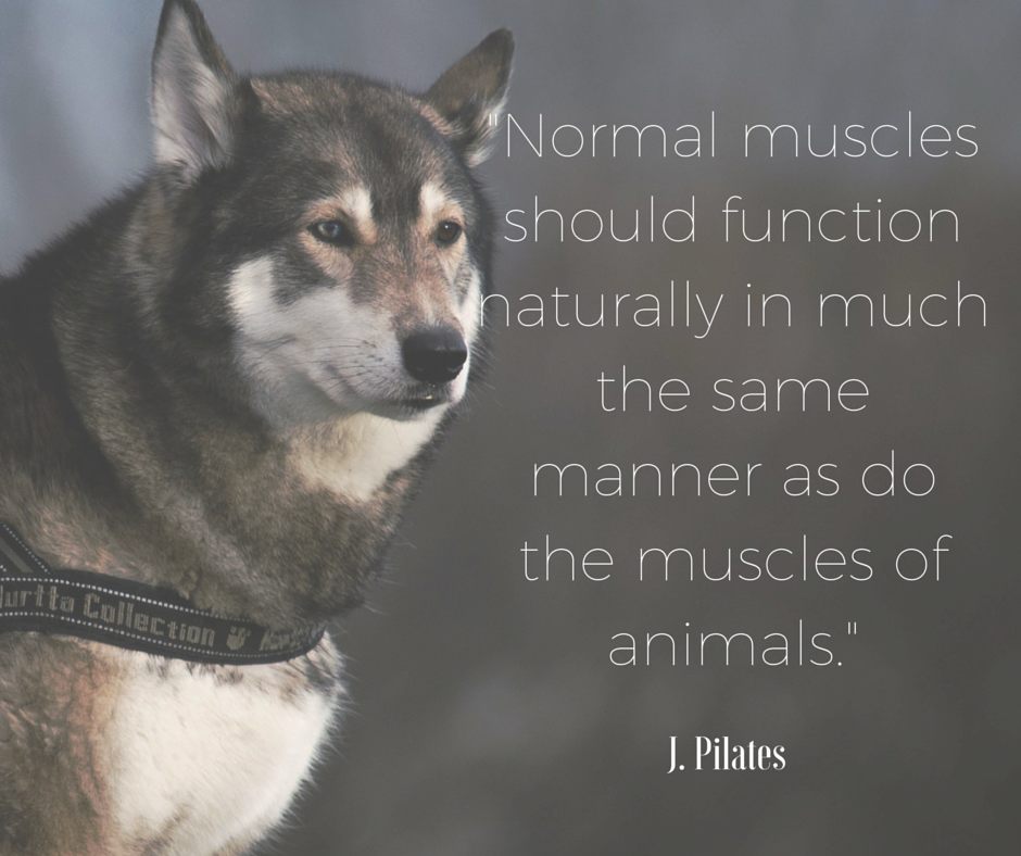 We are designed to move! 
#MOVE,  #StayFit with #pilates