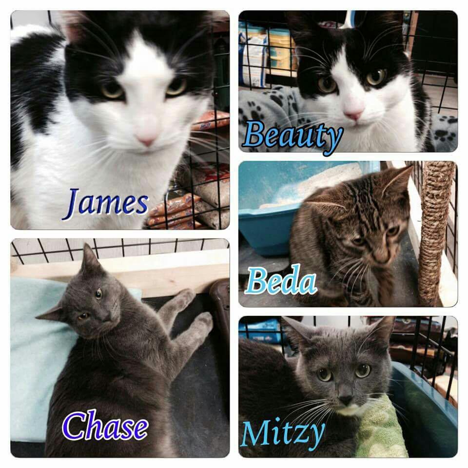 MssHumane's tweet photo. Check out these 5 cuties at Global Pet Foods on Burnhamthorpe they are look for their forever homes! http://t.co/mGBdXDn1id