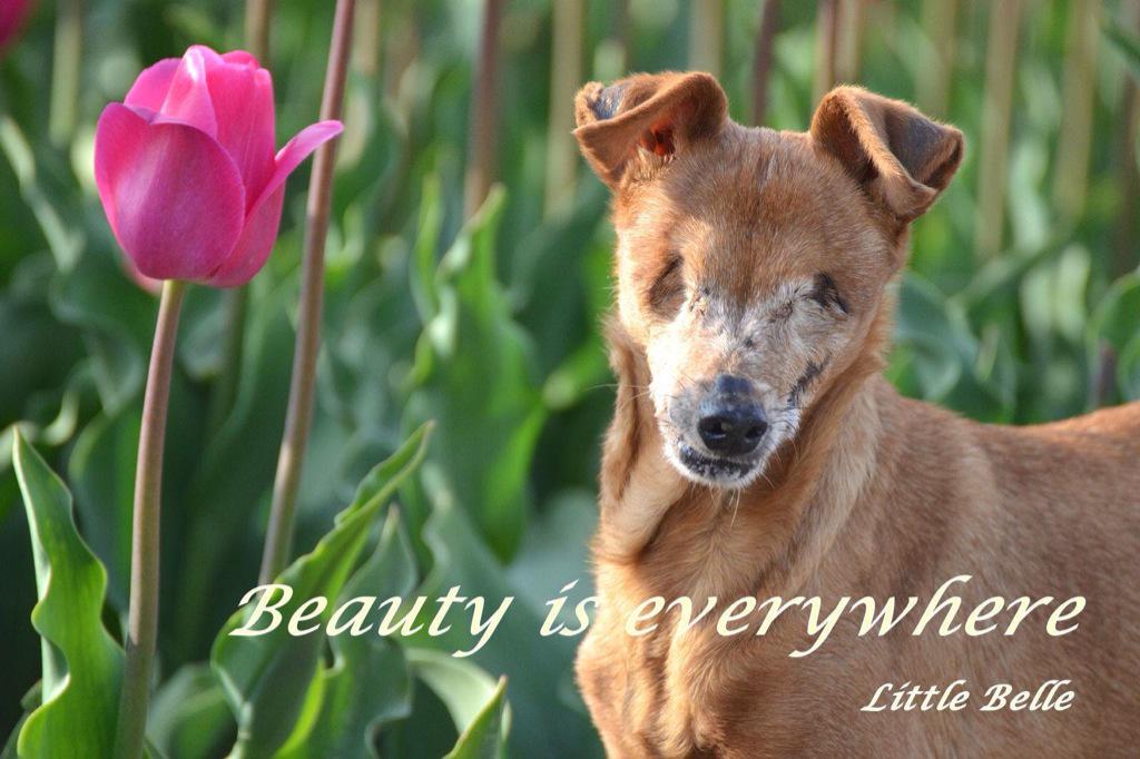 petchrUK's tweet photo. All dogs are beautiful. #insideout http://t.co/9nl1ZFmrNN