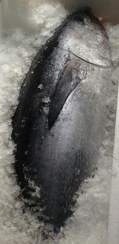 hostetvinum's tweet photo. Ce matin notre pêcheur nous a livré ce superbe (et rare) thon rouge pêché à la ligne.
à retrouver en suggestion... http://t.co/3F9BohqS1C