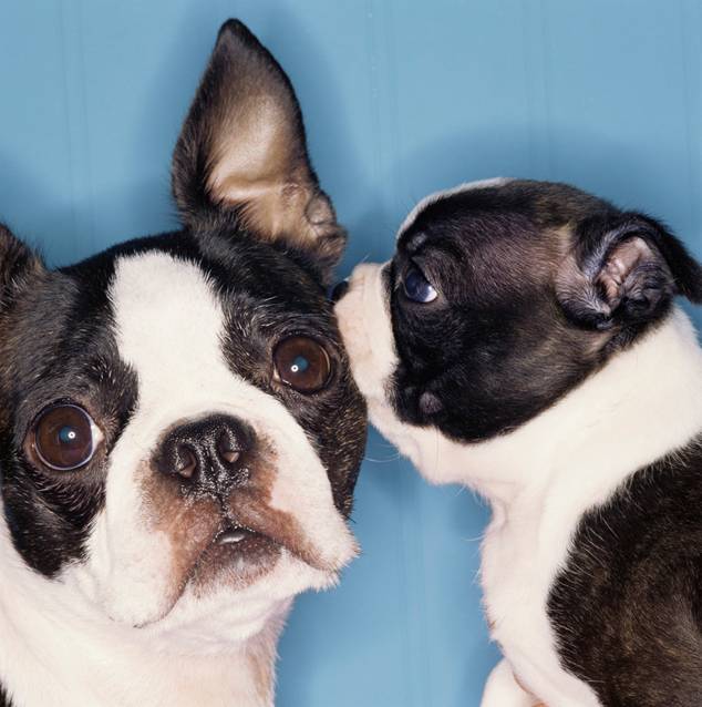 dogandpupstore's tweet photo. It's a #FreebieFriday at Dog & Pup, get over there sharpish for the #secretsale #poochpackage http://t.co/5wtA6x65qv http://t.co/pX2hk5xl2r