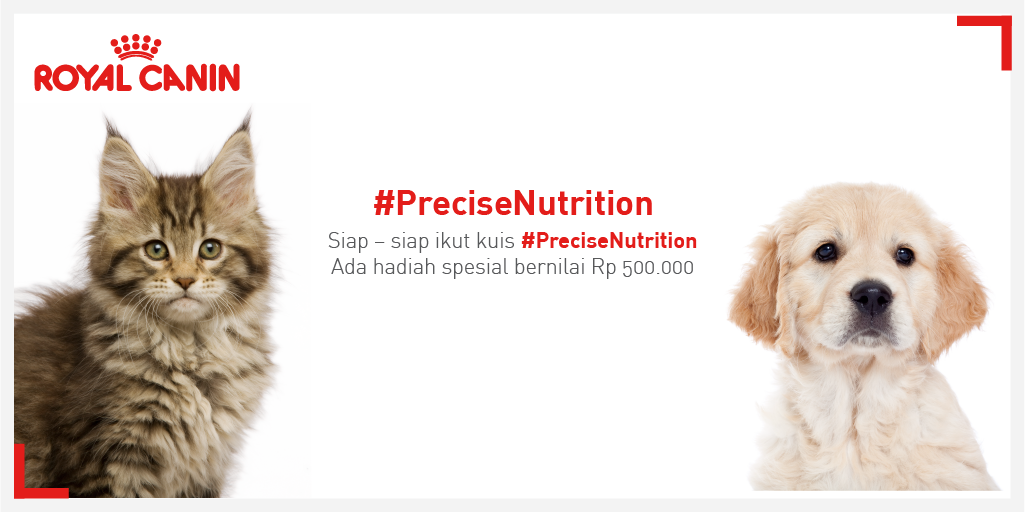 RoyalCanin_ID's tweet photo. Mau hadiah sebesar Rp 500.000? Tunggu kejutan dari kami! Cek terus timeline Royal Canin Indonesia. #PreciseNutrition. http://t.co/EpXEmP2qu4