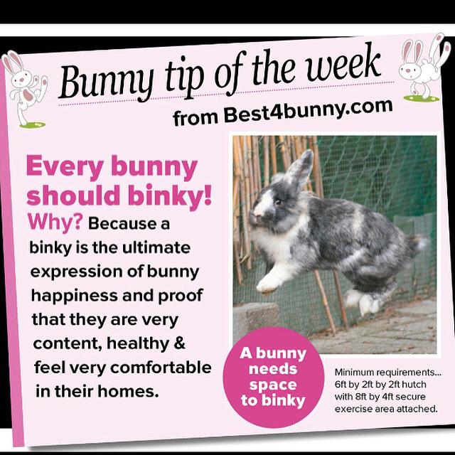 residencerescue's tweet photo. Bunnies love to BINKY! #rabbitawarenessweek #RoomForRabbits @Best4bunny @rabbitawareness http://t.co/AKa0PxFGKh