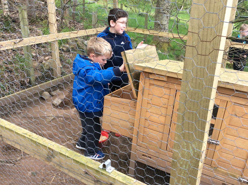 hiltoninverness's tweet photo. This morning we went to Ferintosh Primary to see how they look after their chickens #growinggroups #learningathilton http://t.co/kml1TXL4z5
