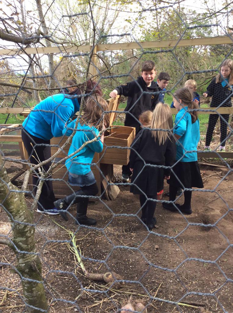 hiltoninverness's tweet photo. This morning we went to Ferintosh Primary to see how they look after their chickens #growinggroups #learningathilton http://t.co/kml1TXL4z5