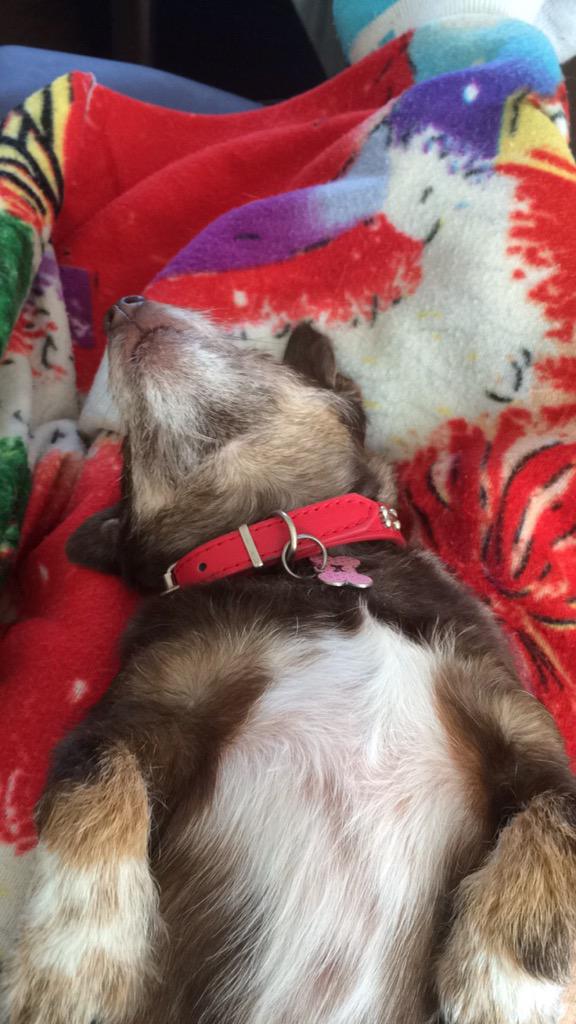 Weneedwest1's tweet photo. #CuteDog #smalldog #funnyanimals playing dead http://t.co/zUagO9WKT9