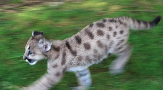 CNN's tweet photo. Can animals help us predict earthquakes? Scientists say yes: http://t.co/eGSUhe0moj http://t.co/oOgkLU4YBj