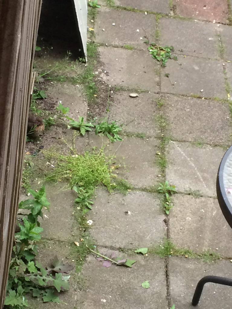 Marley_JS's tweet photo. @waarneming Mereljong gered uit poten eigen kat. Pa&amp;ma blijven hem voeden, katten gaan niet meer naar buiten. http://t.co/K87zlUio82