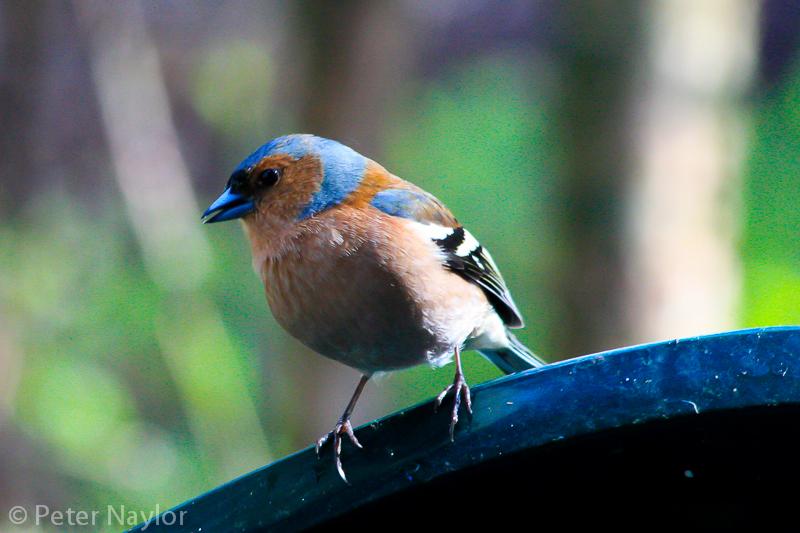 PetesPhotoz's tweet photo. A selection of photos from our little Holiday to Whinfell, my fav spot was the Goldcrests. http://t.co/5J2XCXlLRg