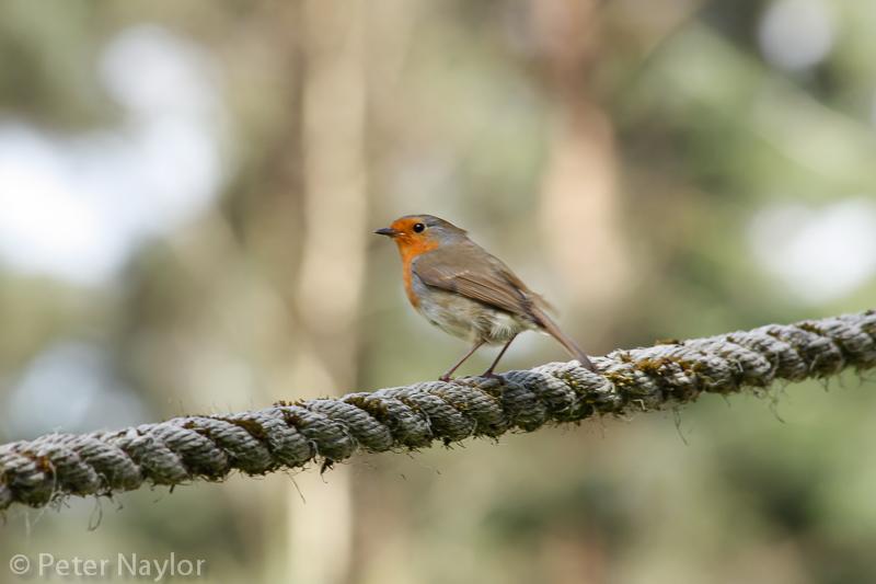 PetesPhotoz's tweet photo. And a few more... http://t.co/HLSgRtENi4