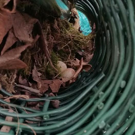 ArmitagesGC's tweet photo. A pair of Birchencliffe blackbirds have taken up residence in a roll of netting! #nature http://t.co/nnCBX1ddYN