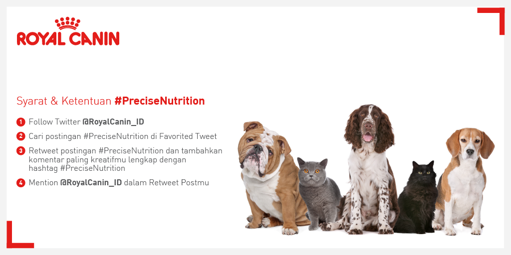 RoyalCanin_ID's tweet photo. Cek Syarat&Ketentuan Kuis #PreciseNutrition di sini dan tunggu postingan kuisnya sebentar lagi. http://t.co/6EbPRHGxaW