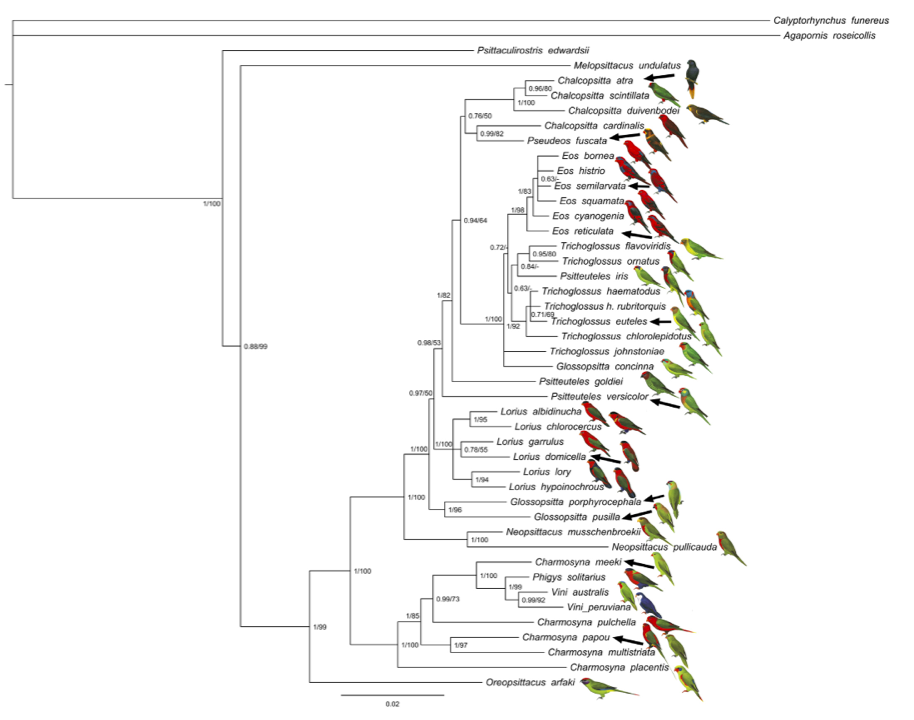 Lorikeet and lori family tree, according to new research