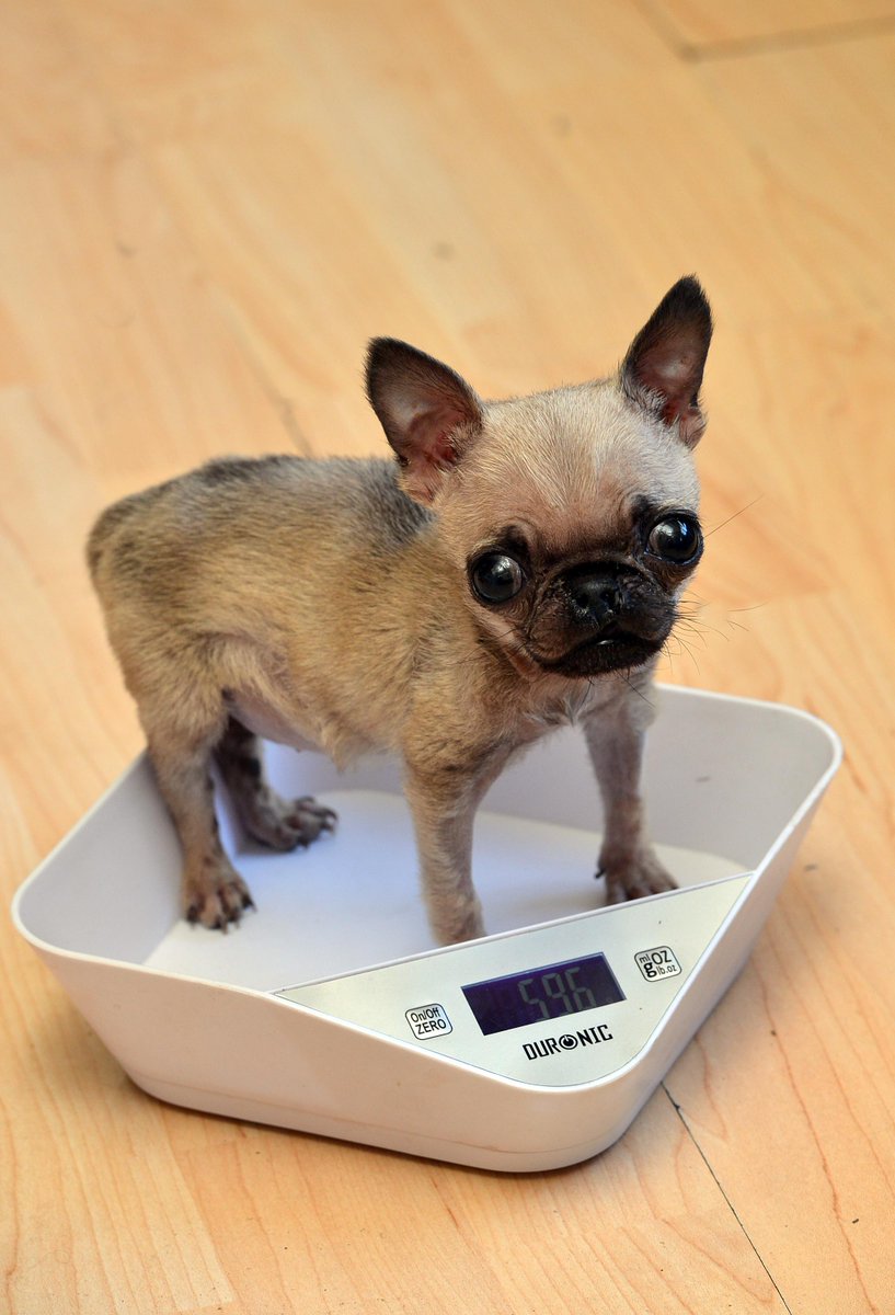 tiniest pug in the world